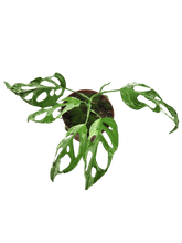 Monstera Adansonii Indonesian Marble